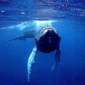 Whale
